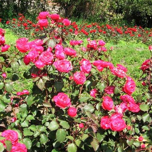 Роза флорибунда Розмари Роуз (Rosemary Rose)