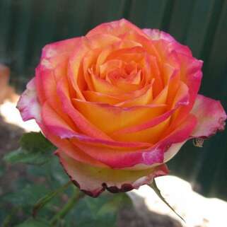 Роза чайно-гибридная Утопия