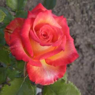 Роза чайно-гибридная Утопия