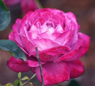 Роза чайно-гибридная Blue Lake