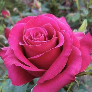 Роза чайно-гибридная Бабкина (Babkina)