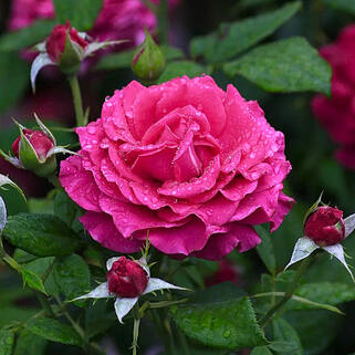 Роза чайно-гибридная Бабкина (Babkina)