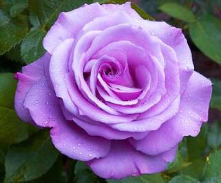 Роза чайно-гибридная Голубой Нил (Blue Nile)