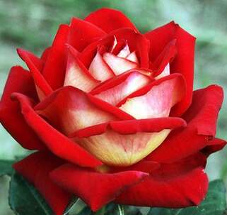 Роза чайно-гибридная Нью Фешн