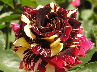 Роза чайно-гибридная Абракадабра