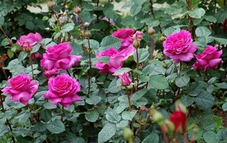 Роза чайно-гибридная Samantha