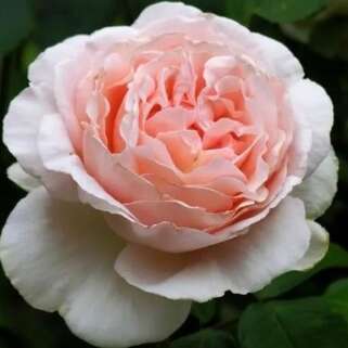 Роза чайно-гибридная Андре Ле Нотр (Andre Le Notre)