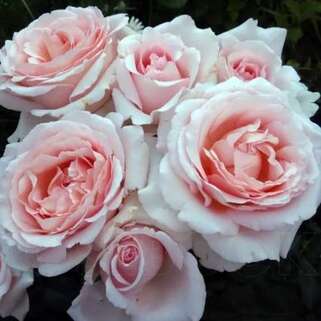 Роза чайно-гибридная Андре Ле Нотр (Andre Le Notre)