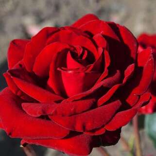 Роза чайно-гибридная Ингрид Бергман (Ingrid Bergman)