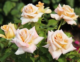 Роза чайно-гибридная Caramel