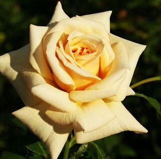 Роза чайно-гибридная Caramel