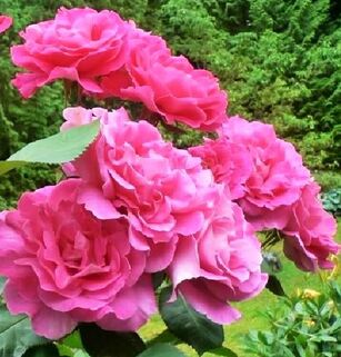 Роза чайно-гибридная Pink Peace