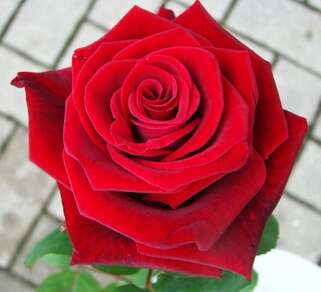 Роза чайно-гибридная Гран При