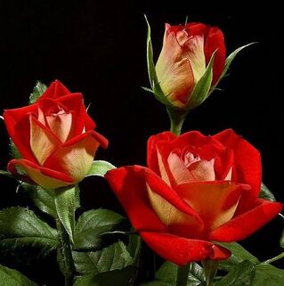 Роза чайно-гибридная Нью Фешн