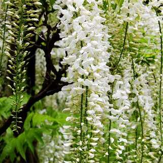 Глициния китайская Alba (Альба)