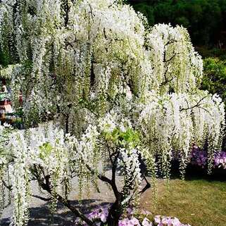 Глициния китайская Alba (Альба)