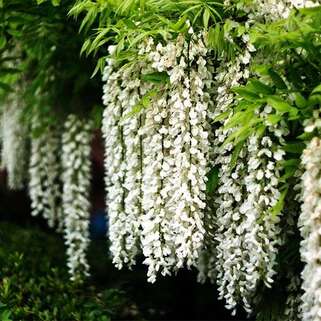 Глициния китайская Alba (Альба)