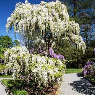 Глициния китайская Alba (Альба)