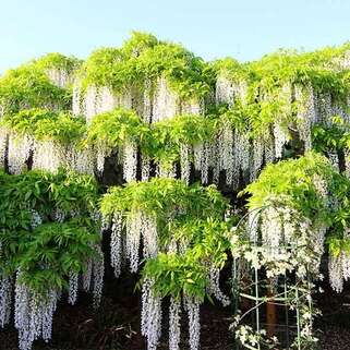 Глициния китайская Alba (Альба)