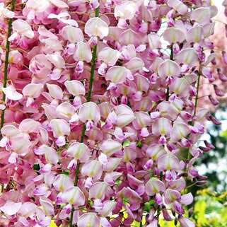 Глициния китайская Rosea (Розеа)