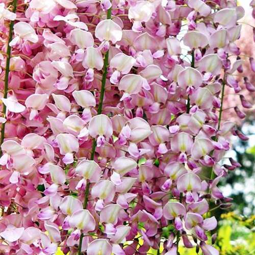 Глициния китайская Rosea (Розеа)