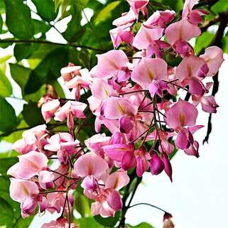 Глициния китайская Rosea (Розеа)