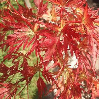 Клен веерный Seiryu (Сейрю)