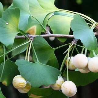 Гинкго билоба (Ginkgo Biloba)