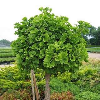 Гинкго билоба (Ginkgo Biloba)