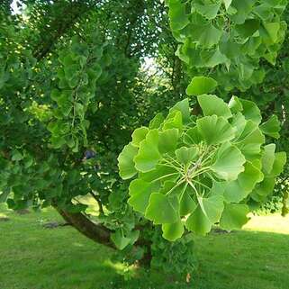 Гинкго билоба (Ginkgo Biloba)