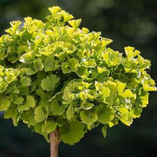 Гинкго билоба (Ginkgo Biloba)