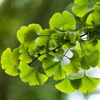 Гинкго билоба (Ginkgo Biloba)