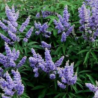 Витекс священный Delta Blues (Дельта Блуз)