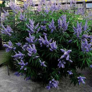 Витекс священный Delta Blues (Дельта Блуз)