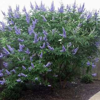 Витекс священный Delta Blues (Дельта Блуз)