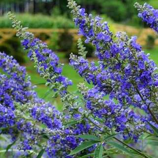 Витекс священный Delta Blues (Дельта Блуз)