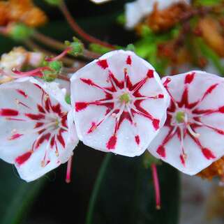 Кальмия широколистная Peppermint (Пепперминт)