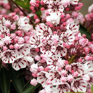 Кальмия широколистная Peppermint (Пепперминт)