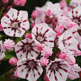 Кальмия широколистная Peppermint (Пепперминт)