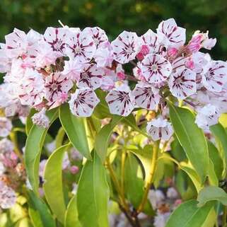 Кальмия широколистная Peppermint (Пепперминт)