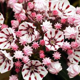 Кальмия широколистная Peppermint (Пепперминт)