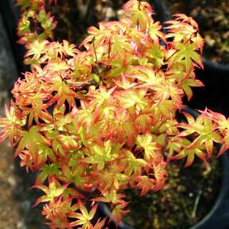 Клен веерный Little Princess (Литл Принцесс)