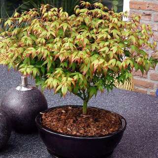 Клен веерный Little Princess (Литл Принцесс)