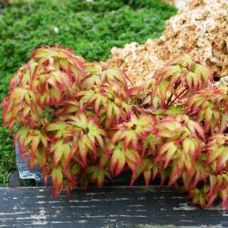 Клен веерный Little Princess (Литл Принцесс)