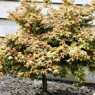 Клен веерный Little Princess (Литл Принцесс)