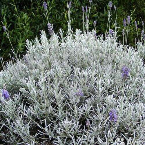 Лаванда узколистная Silver Mist (Сильвер Мист) 