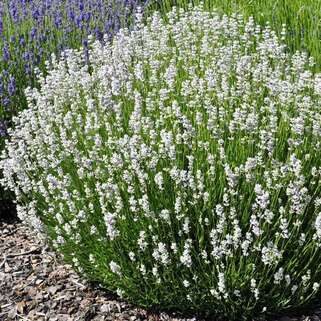 Лаванда гибридная Edelweiss (Эдельвейс)