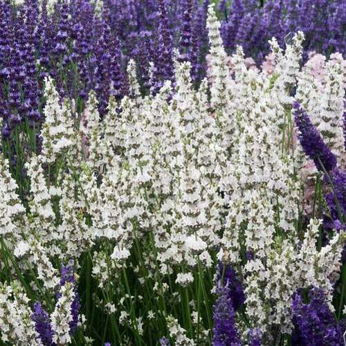 Лаванда гибридная Edelweiss (Эдельвейс)