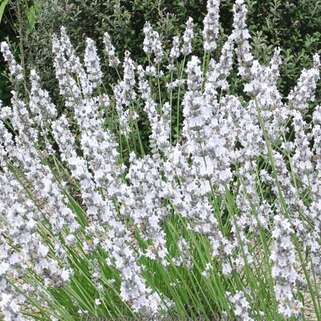 Лаванда гибридная Edelweiss (Эдельвейс)