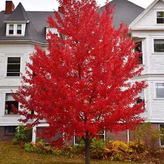 Клен красный Sun Valley (Сан Вэлли)